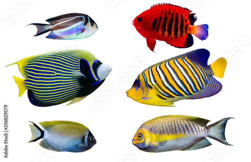 Set of Saltwater angelfish on white isolated background. Emperor, Flame, Bellus, Regal and Japanese swallowtail angelfish