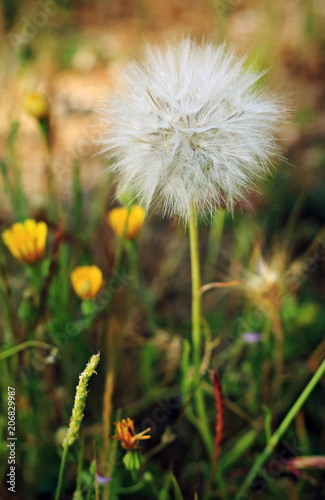 Dandelion in the forest