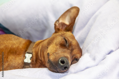 Miniature pinscher dog sleeping on a carpet photo