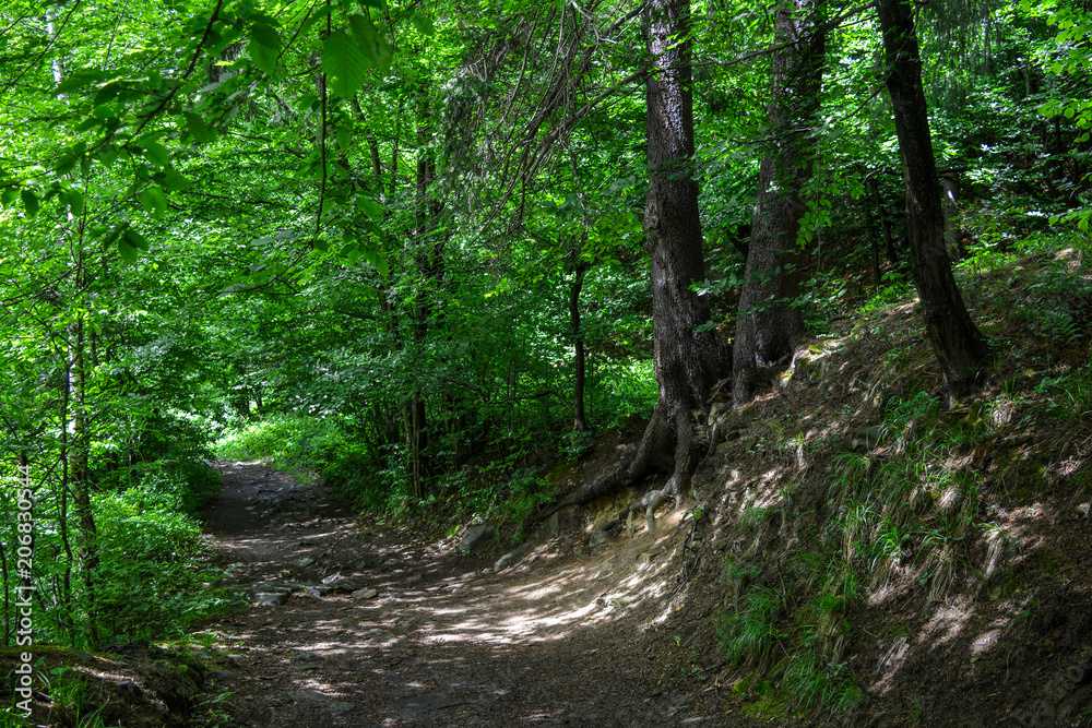 A path in a shady forest between trees, Carpathians, Ukraine.