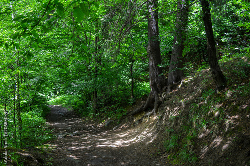 A path in a shady forest between trees  Carpathians  Ukraine.