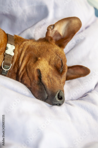 Miniature pinscher dog sleeping on a carpet photo