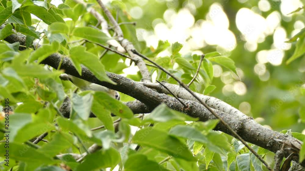 Closeup of red eyed vireo feeding on vivid green caterpillar in the wild Closeup of red eyed vireo feeding on vivid green caterpillar in the wild