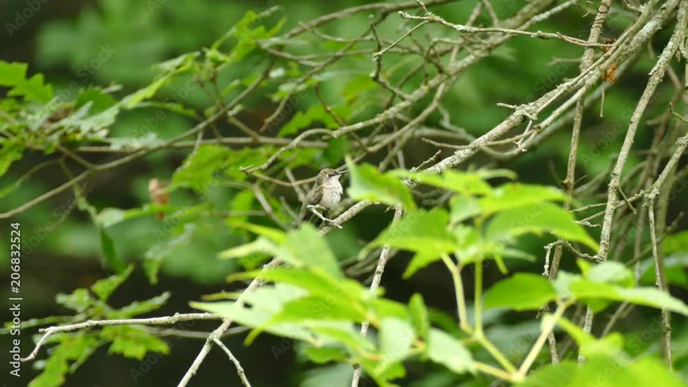 Hummingbird perched and resting on a branch in lush deciduous forest Hummingbird perched and resting on a branch in lush deciduous forest