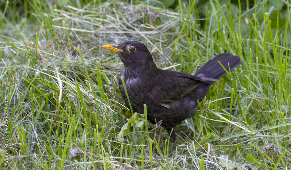 blackbird in the grass hunts insects blackbird in the grass hunts insects