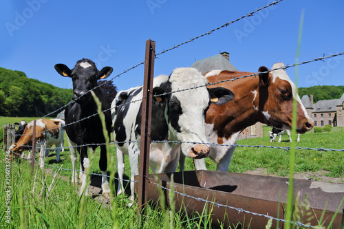 élevage bovin vaches laitières dans pré en Ardennes  photo