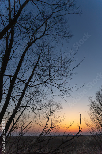 Tree outlines against the sky and sunset sun © madredus