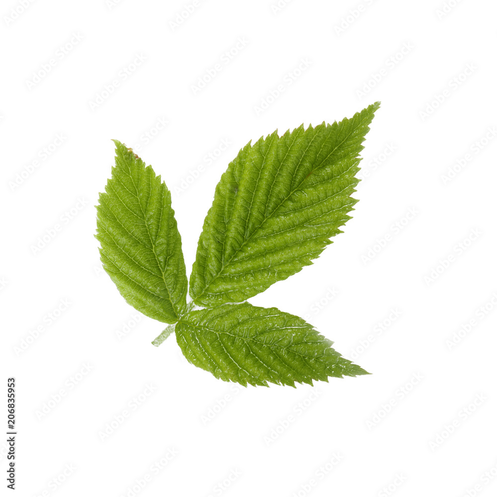 green leaf of raspberry isolated don white background green leaf of raspberry isolated don white background