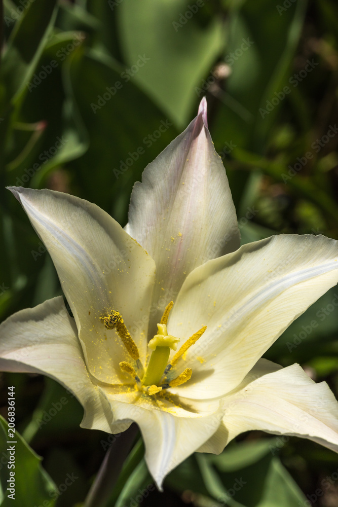 Fototapeta premium Tulip festival Ottawa Canada 2018.