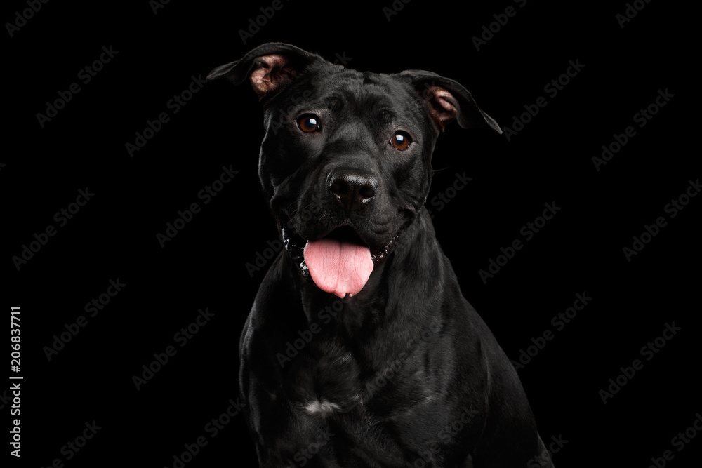 Adorable Portrait of Pitbull Dog Isolated on Black Background, front view Adorable Portrait of Pitbull Dog Isolated on Black Background, front view