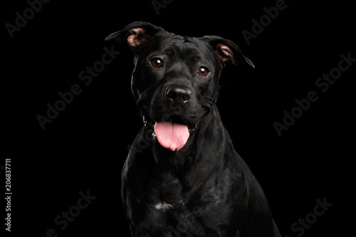 Adorable Portrait of Pitbull Dog Isolated on Black Background  front view