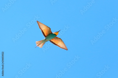 European bee-eater in flight, blue sky in background