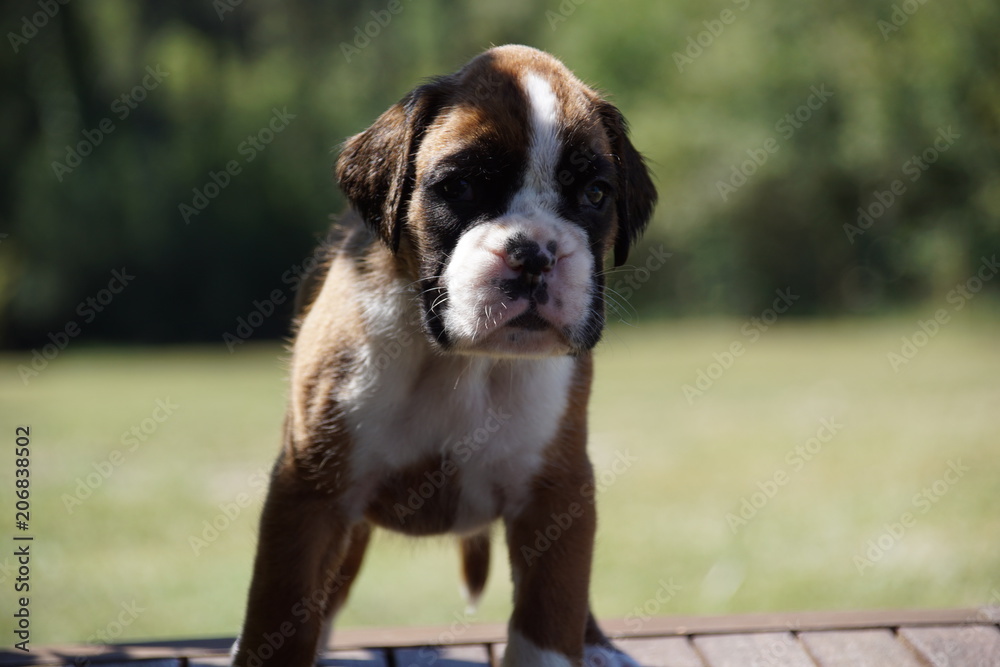 Petit chiot Boxer âgé de quelques semaines