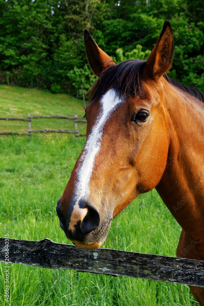 Portrait cheval Portrait cheval