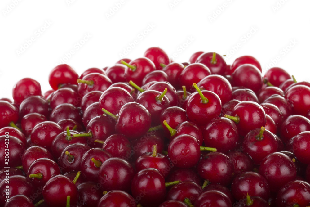 red bird cherry background isolated on white red bird cherry background isolated on white