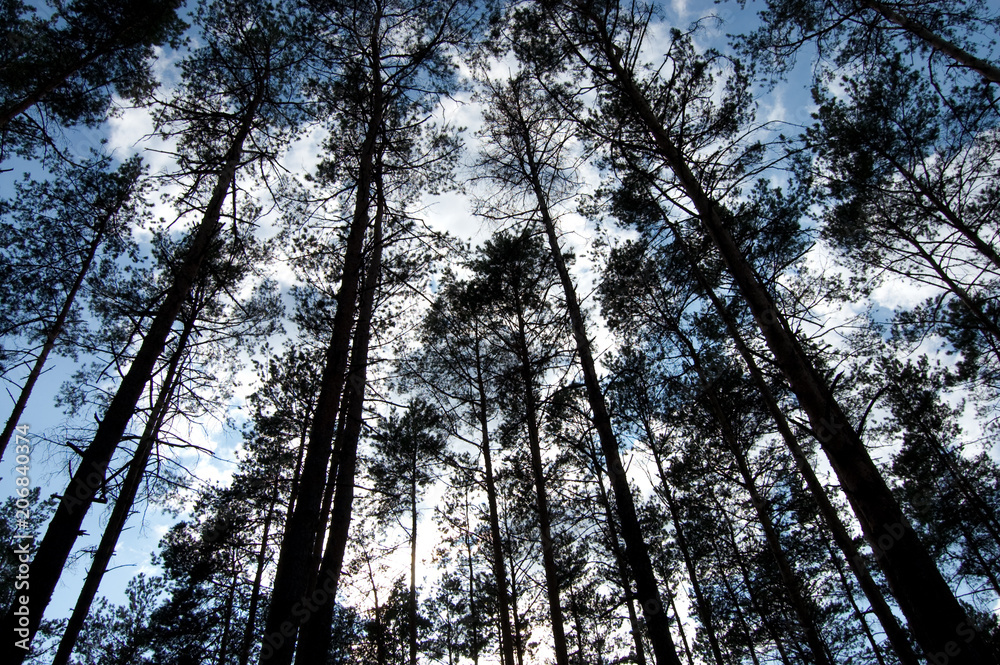 tall trees in the day and blue sky tall trees in the day and blue sky
