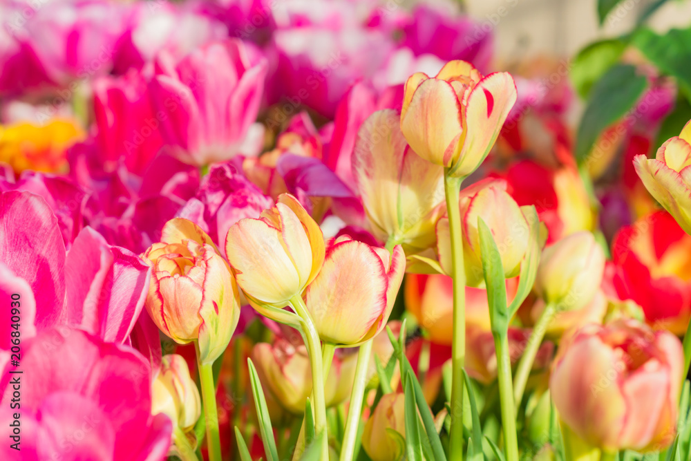 close up of blooming spring tulip flower of pink and orange colors