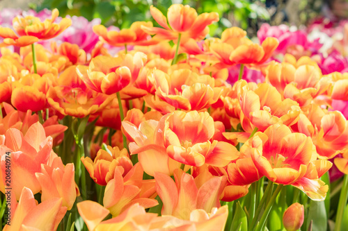 close up of blooming spring tulip flowera of an orange color
