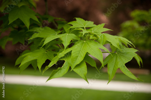 Green Kalopanax pictus leafs on a branch in park photo