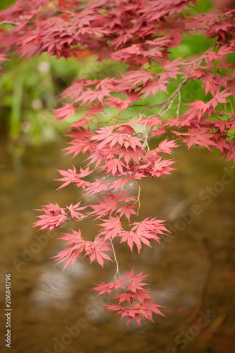Acer palmatum or palmate maple or Japanese maple red and green foliage background