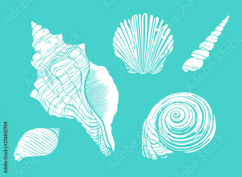 Vector set of seashells.