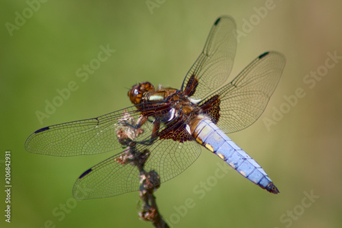 Libellula Depressa