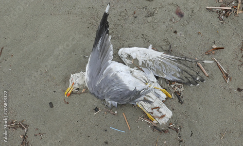 seabird dead on a beach afetr storm photo