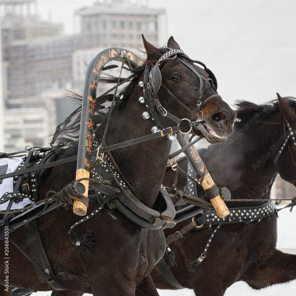 Russian Troika of horse at the racetrack in Russia on winter. Detail closeup in action. Russian Troika of horse at the racetrack in Russia on winter. Detail closeup in action.
