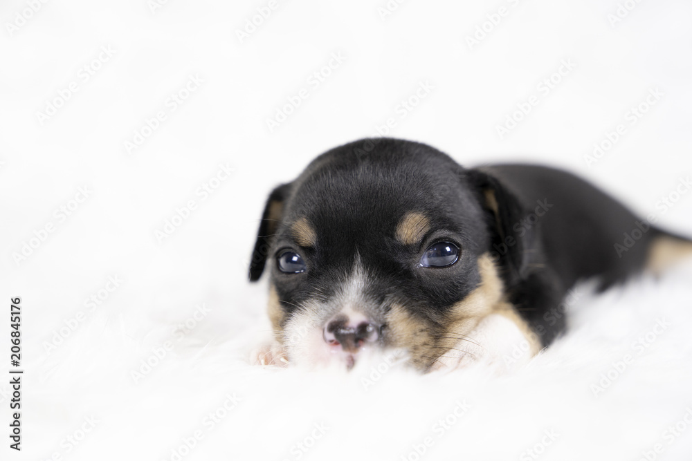 Jack russel puppy dog sit on white wool background.Puppy dog concept.