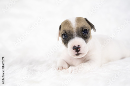 Jack russel puppy dog sit on white wool background.Puppy dog concept.