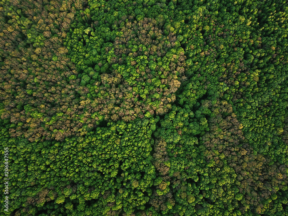Aerial view of the green mixed deciduous-coniferous forest Aerial view of the green mixed deciduous-coniferous forest