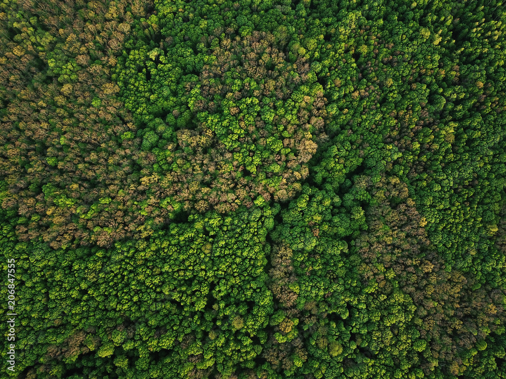 Aerial view of the green mixed deciduous-coniferous forest