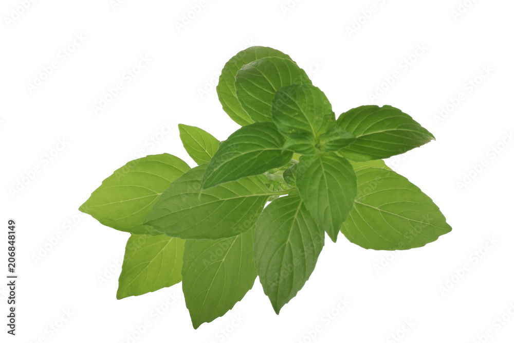 branch of basil isolated on white branch of basil isolated on white