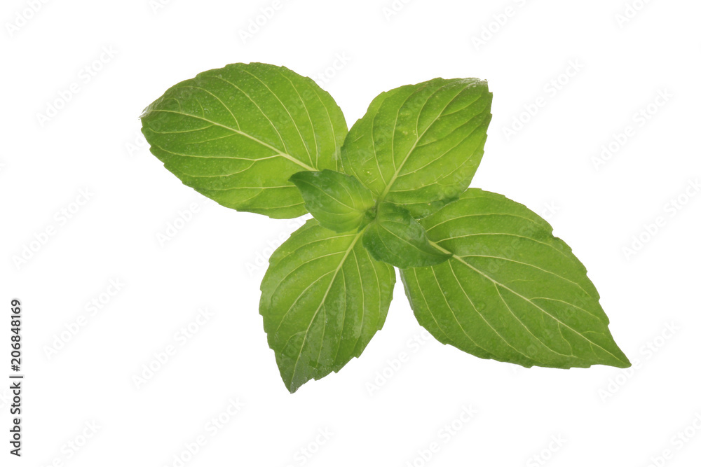 branch of basil isolated on white branch of basil isolated on white