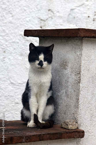 Poor skinny cat with asymmetrical black-and-white coloring photo