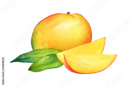 Watercolor composition of mango fruits