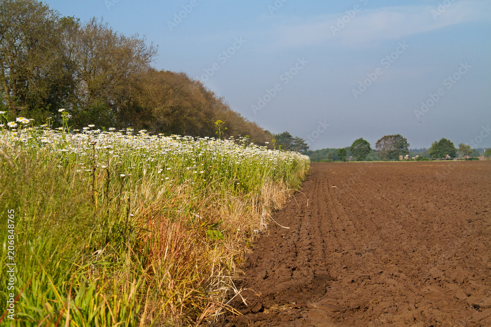 Obraz premium Organic pest control: field of flowers, sown to attract beneficial insects, next to an agricultural field