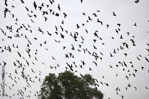 Big flocks of starlings before sleepover concentrated in dense flocks photo