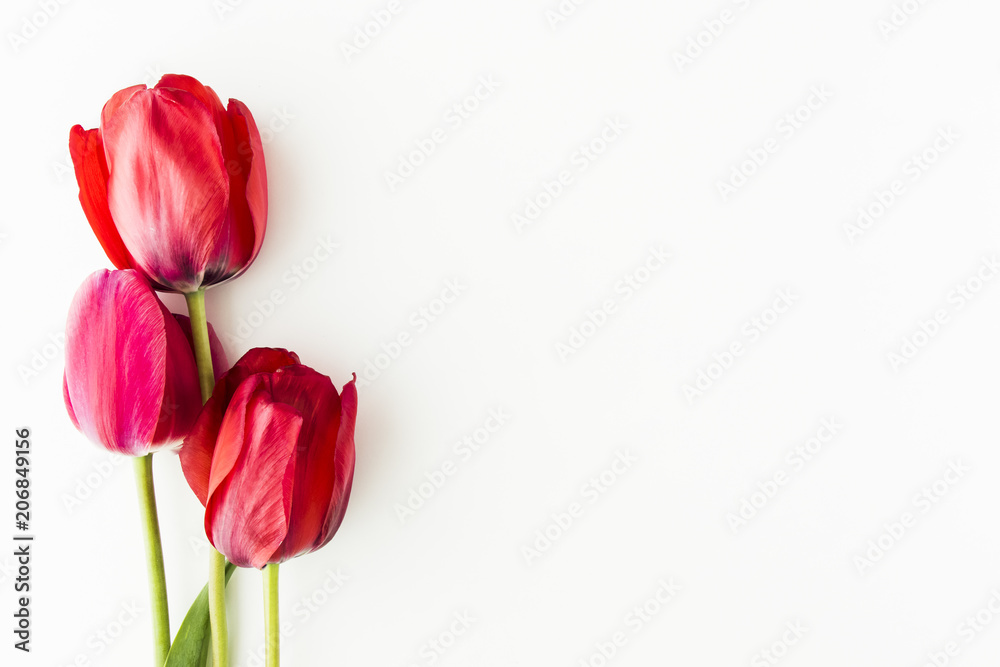 Tulip flowers on white table with human hand and copy space for your text top view. Flat lay Tulip flowers on white table with human hand and copy space for your text top view. Flat lay