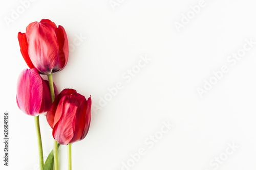 Tulip flowers on white table with human hand and copy space for your text top view. Flat lay