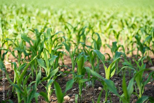 Rows of young corn growing on a field © Przemyslaw Iciak