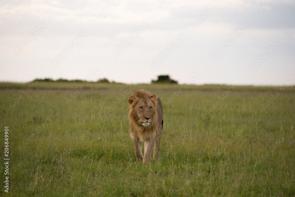 Lion Lion