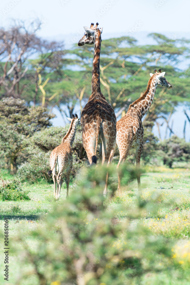 Fototapeta premium Kenya