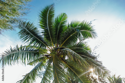 Coconut palm trees © Smile