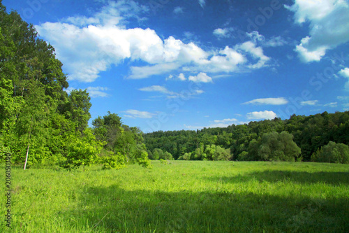  wild field of green grass against the blue sky, landscape
