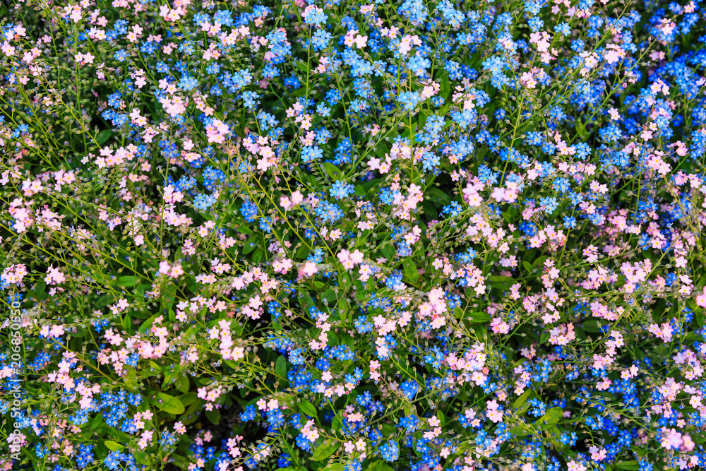 Pink and blue forget-me-not flowers