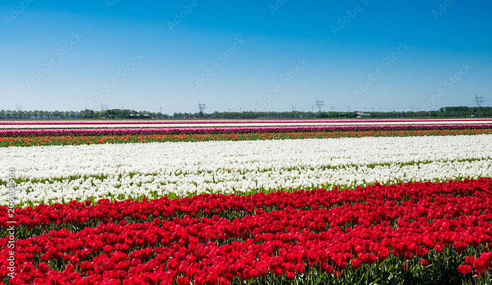 Red and white tulips in field