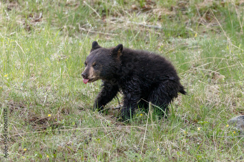 Black Bear Cub © Ronnie Howard