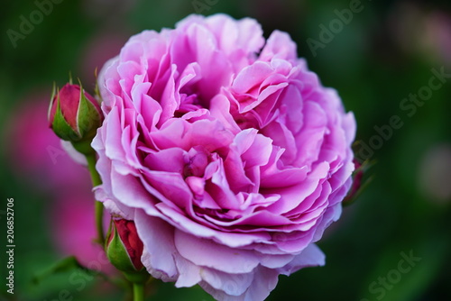 Pink Rose                   