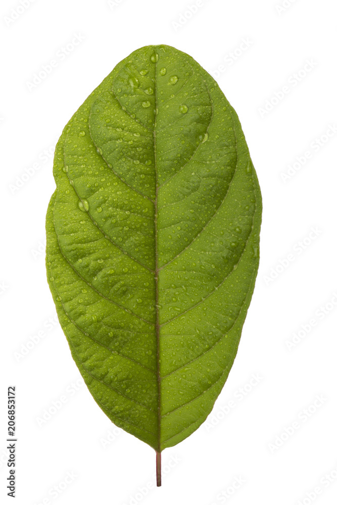 Obraz premium leaf of guava isolated on white background
